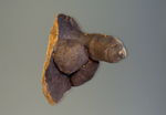 Abb. 15: Passau-Neumarkt. Wandfragment eines
Bechers mit Penis.